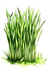 Naklejka premium Watercolor Illustration of Fresh Wheatgrass Plant on White Background