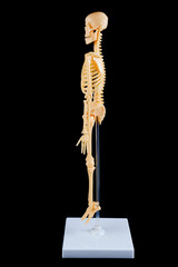 Side Profile of Human Skeleton Model on Black Background