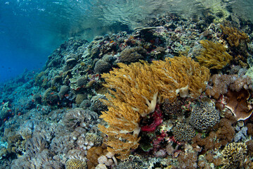 A beautiful and diverse collection of marine life, including corals and fish, thrive on a shallow reef on Pantar Island near Alor, Indonesia. This region harbors spectacular marine biodiversity.