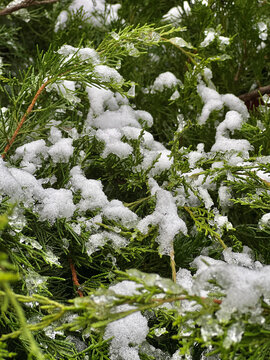 branches of a Christmas tree covered with snow natural spruce winter background with traces
