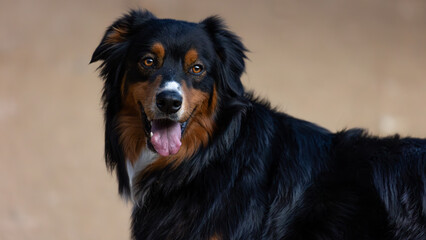 Simple Image of Australian Shepherd Dog