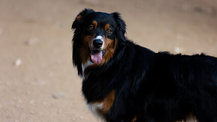 Dog with Tongue Out, Dogs of Colorado, Hiking with Dogs