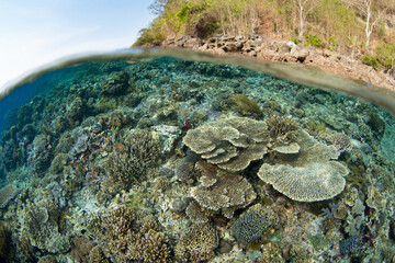 A beautiful and diverse collection of marine life, including corals and fish, thrive on a shallow reef on Pantar Island near Alor, Indonesia. This region harbors spectacular marine biodiversity.