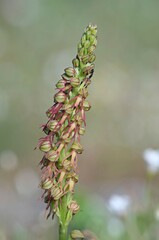 Orchis anthropophora, the Man Orchid formerly Aceras anthrophophorum, Crete 
