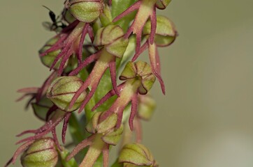 Orchis anthropophora, the Man Orchid formerly Aceras anthrophophorum, Crete 