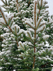 branches of a Christmas tree covered with snow natural spruce winter background with traces