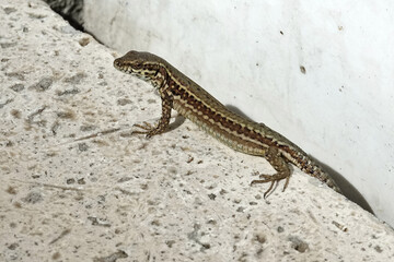 Lézard du jardin qui sort de sa cachette pour prendre le soleil