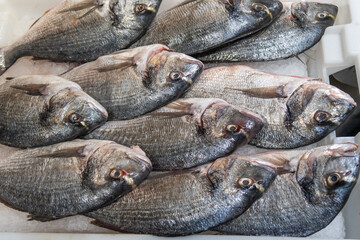 fresh shrimp and fish for sale