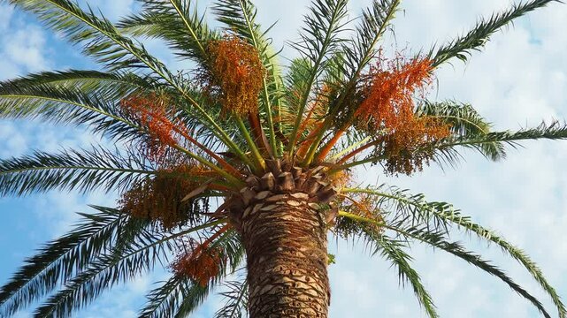 Ripening dates fruit on a palm tree branches, Phoenix dactylifera, commonly known as the date palm, a flowering-plant species in the palm family, Arecaceae, cultivated for edible sweet fruit of dates