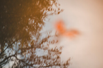 yellow-red autumn leaves on the trees are reflected in the water
