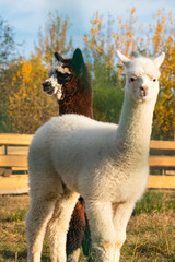 Fototapeta premium very beautiful calm and cute alpacas 