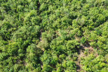 Aerial view captures a lush, green forest with a dense canopy of trees stretching across the landscape.