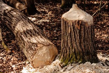 Beaver cut down the tree at Loew Lake Unit, Kettle Moraine State Forest, Monches, Wisconsin © Drake Fleege