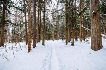 Fototapeta premium 戸隠神社奥社から鏡池へ続く道 長野県長野市戸隠