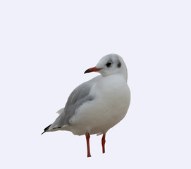 oiseau d'eau sur fond blanc, portrait pour utilisation graphique, 