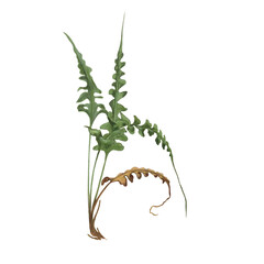 Illustrations of autumn mushrooms and leaves. Patterns and compositions