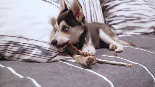 Husky Dog , baby husky, puppy, playful dog, pomsky dog