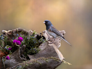 junco songbird with fall autumn in background