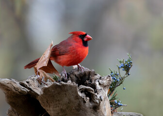 male cardinal with fall autumn in background