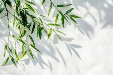 Fototapeta premium 緑豊かな葉が白い壁に影を落とす自然の美しさを感じる瞬間