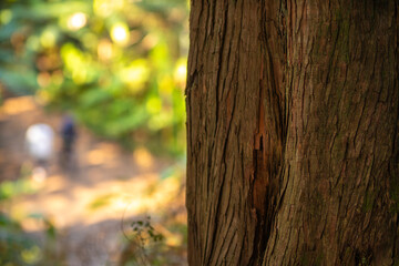 Close up of a tree trunk with people blurred in the background