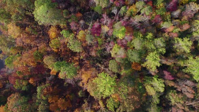 Aerial View Over Colorful Autumn Trees in Paris Mountain State Park South Carolina, United State Autumn Fall Foliage. Colorful Tree Leaves and Mountains in Rays of Morning Sun. Autumn Landscape Forest