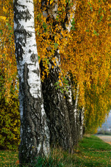 Birch trees, Betula pendula in autumn