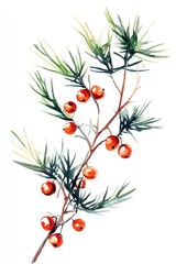 Obraz premium Watercolor Juniper Berries Branch. Herbal Botanical Illustration on White Background