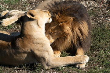 Lioness, Lion, Playful Interaction: A lioness playfully interacts with a lion in a grassy field on...