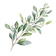 Botanical Eucalyptus and Olive Branch Watercolor Floral Arrangement on White Background