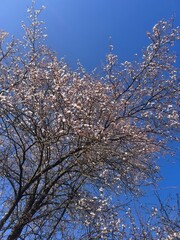 Bloßem tree