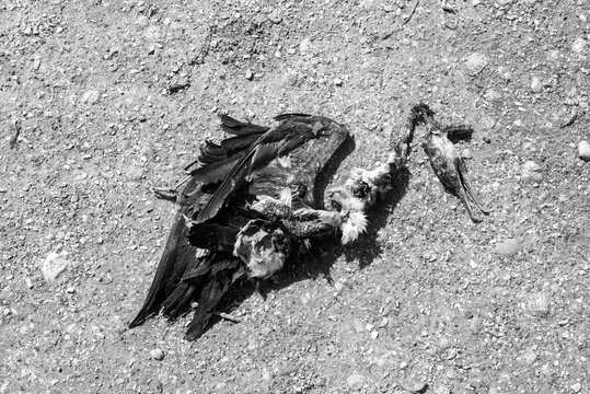 sc&egrave;ne avec un oiseau dans une rue de Dakar au S&eacute;n&eacute;gal en Afrique de l'Ouest