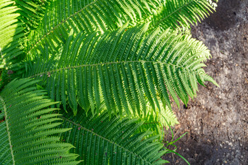 Detailed close-up of a big green fern leaf. Ideal for nature enthusiasts, botany projects, and eco-friendly designs. Capture the intricate beauty of a fern leaf for your creative visual needs. 