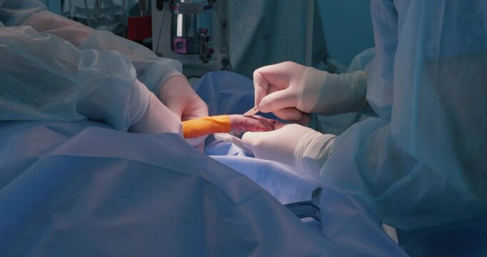 Operation on a pet's broken paw in veterinary surgery by a team of professional surgeons. The veterinarian makes an incision with a scalpel, starting the operation osteosynthesis.