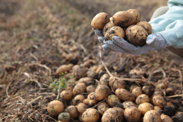 Female farmer holds harvested potatoes in her hands. Potatoes in beds. Large potato harvest.