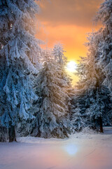 Winter Sunrise Through Snow-Covered Forest Trees in Serene Landscape