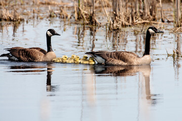 Geese family swimming in marsh, within the Horicon National Wildlife Refuge, Waupun, Wisconsin