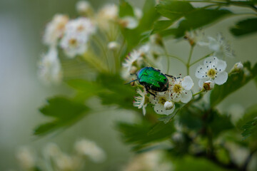 Cetonia aurata or rose beetle standing on a white flower. Metallic green insect in the shrub