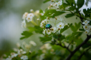 Cetonia aurata or rose beetle standing on a white flower. Metallic green insect in the shrub