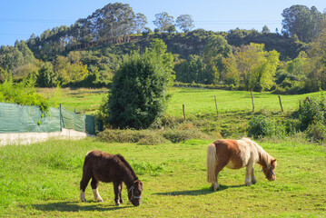 Naklejka premium Caballos poni pastando en una parcela verde vallada