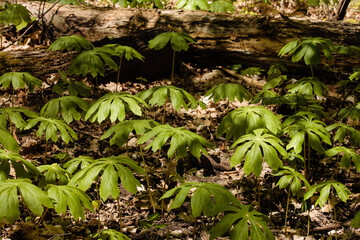 Mayapples in spring in the shadows within Pike Lake Unit, Kettle Moraine State Forest, Hartford, Wisconsin