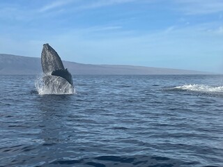 Fototapeta premium Whale Breaching in Maui Hawaii