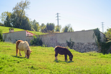 Obraz premium Caballos poni pastando en una parcela verde vallada