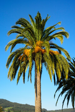 Palmera con racimos de d&aacute;tiles en la copa
