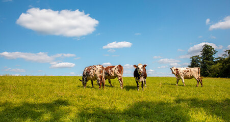 Troupeau de vaches laitière de race Normande dans les champs au printemps.
