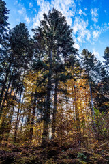 Landscapes - Forest - Europe, Romania, Suceava region