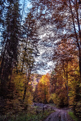 Landscapes - Forest - Europe, Romania, Suceava region