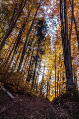 Landscapes - Forest - Europe, Romania, Suceava region