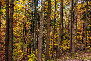 Landscapes - Forest - Europe, Romania, Suceava region
