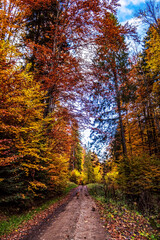 Landscapes - Forest - Europe, Romania, Suceava region